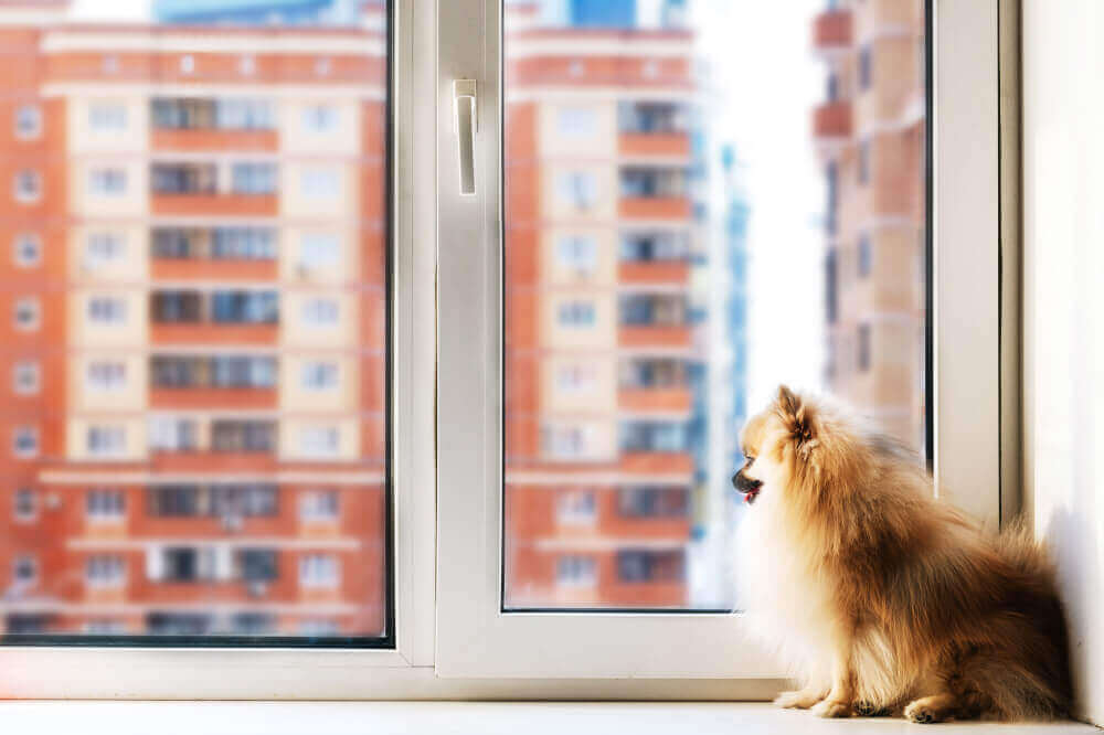 Un petit chien regarde à l'extérieur, assis sur le rebord de la fenêtre d'un appartement.