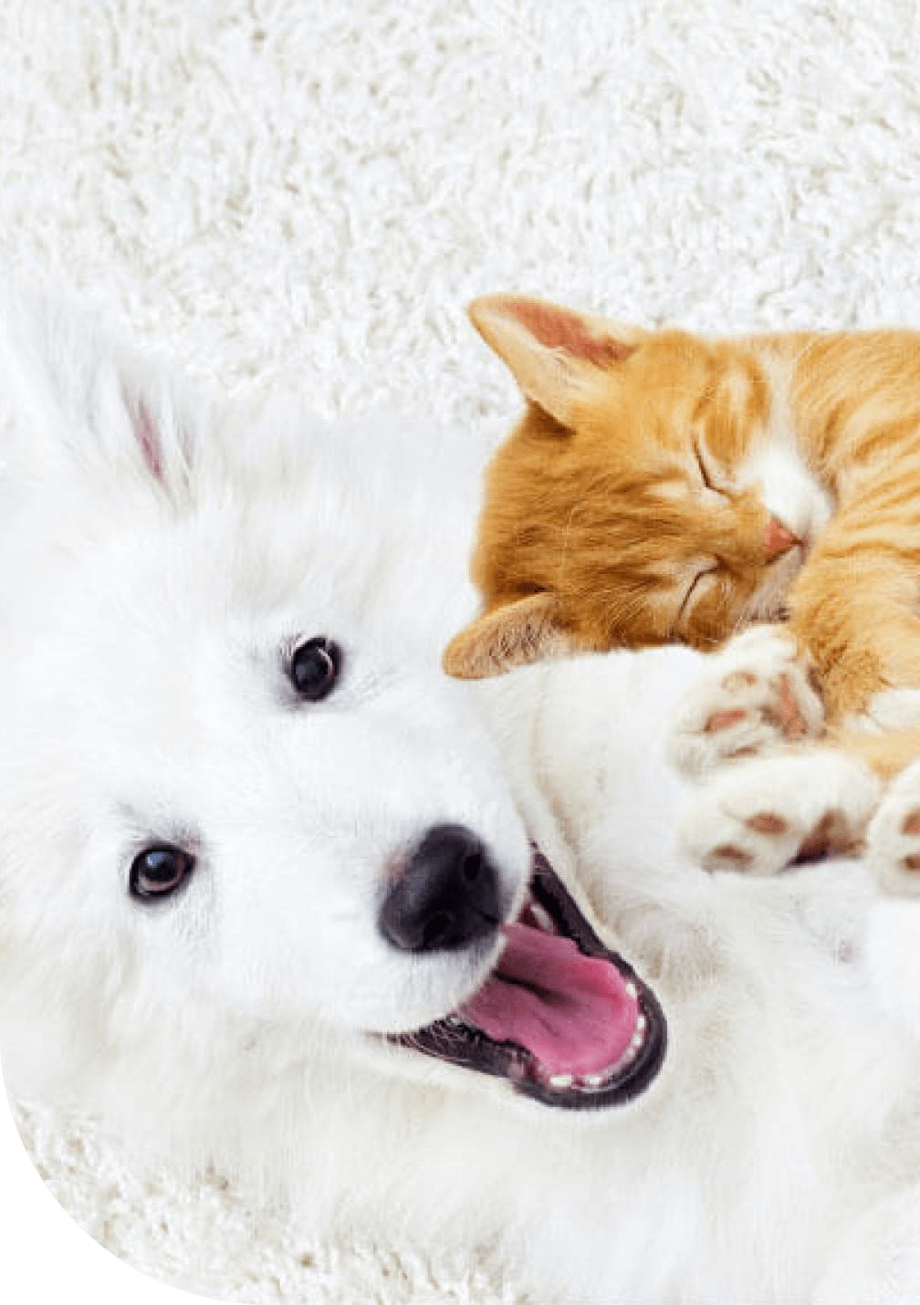 Sonnet Pet Insurance