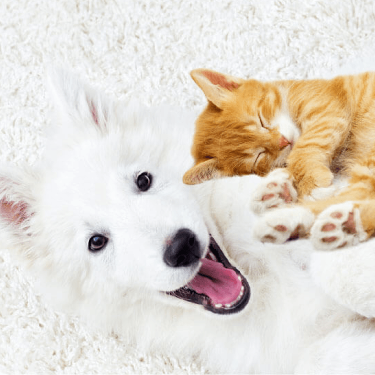 Sonnet Pet Insurance